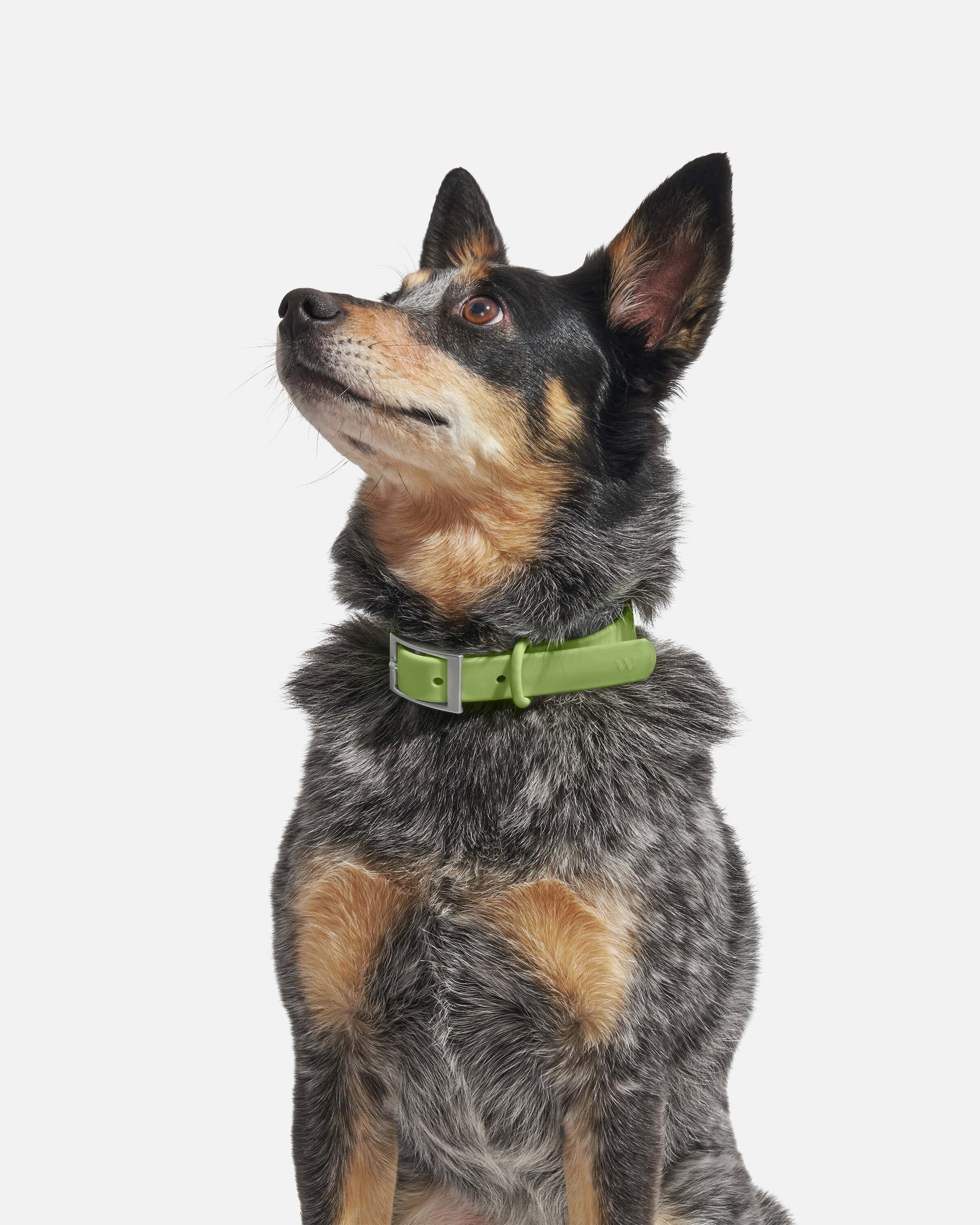 Moss | WiFi, Heeler Chihuahua Mix, Wearing M