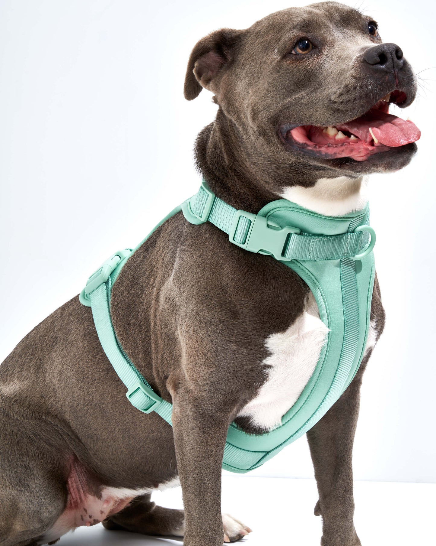 Seafoam | Maui, Pit Mix, Wearing L