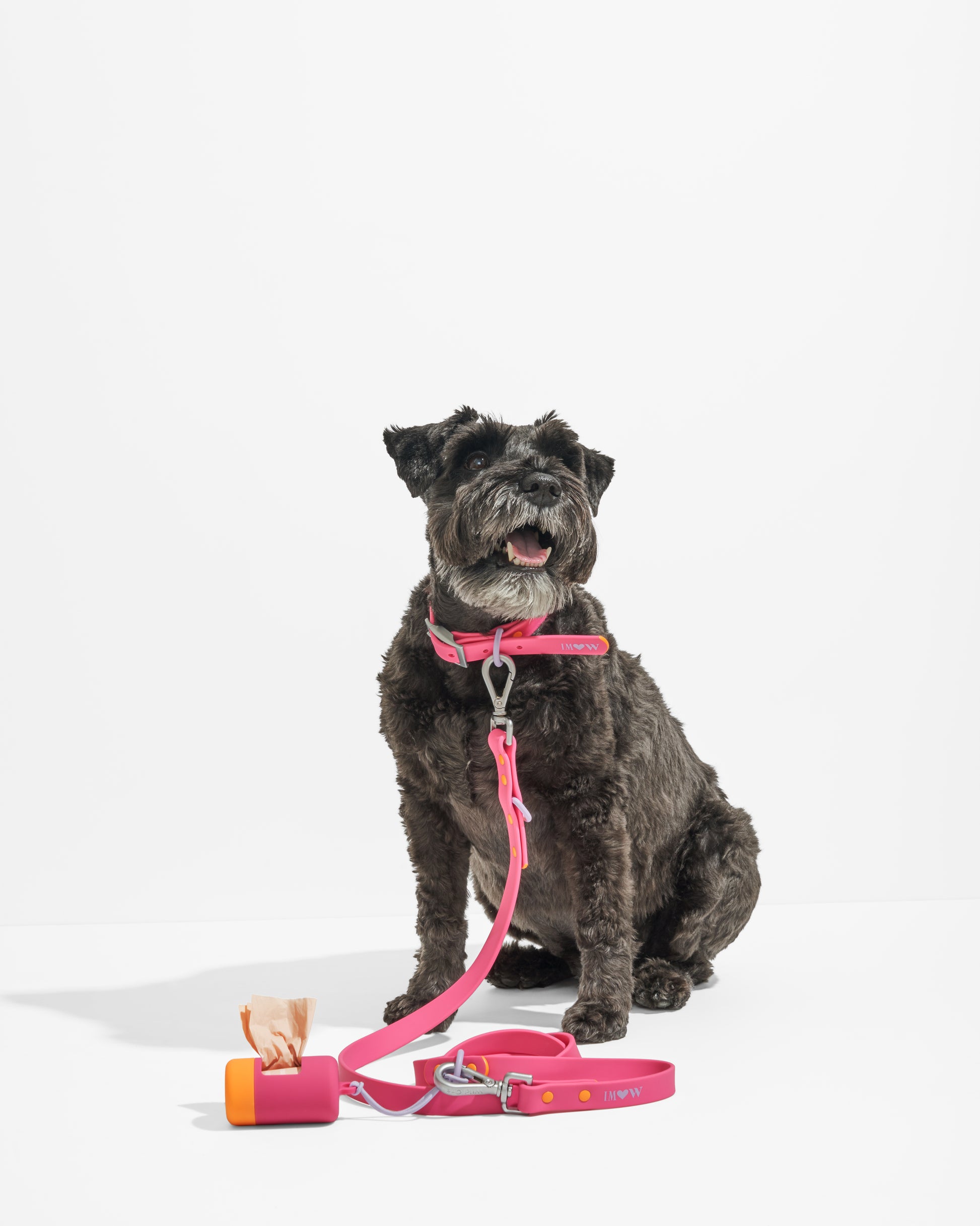 Cosmopolitan | Calvin, Schnauzer, 24 lbs, Wearing M