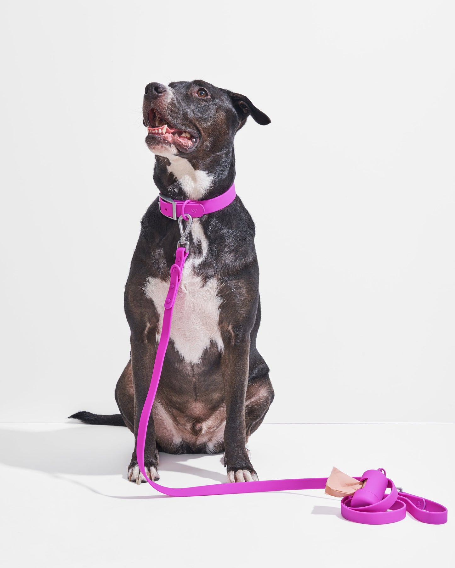 Orchid | Dempsey, Lab Pit Mix, 55 lbs, Wearing L Collar