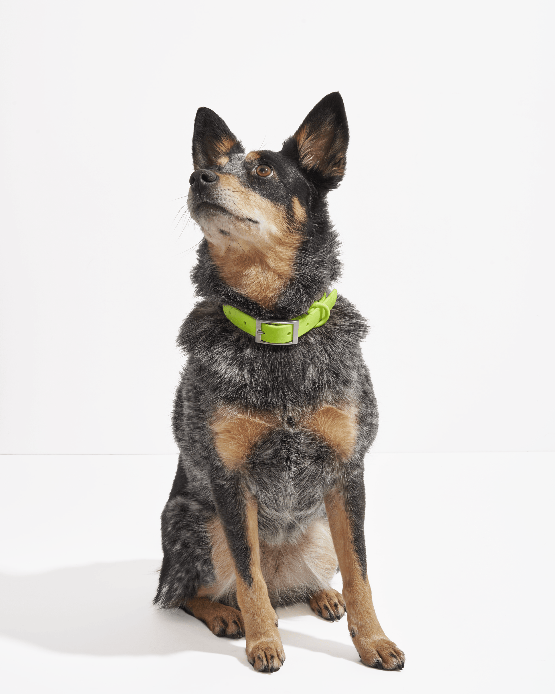 Limeade | WiFi, Heeler Chihuahua Mix, Wearing Medium