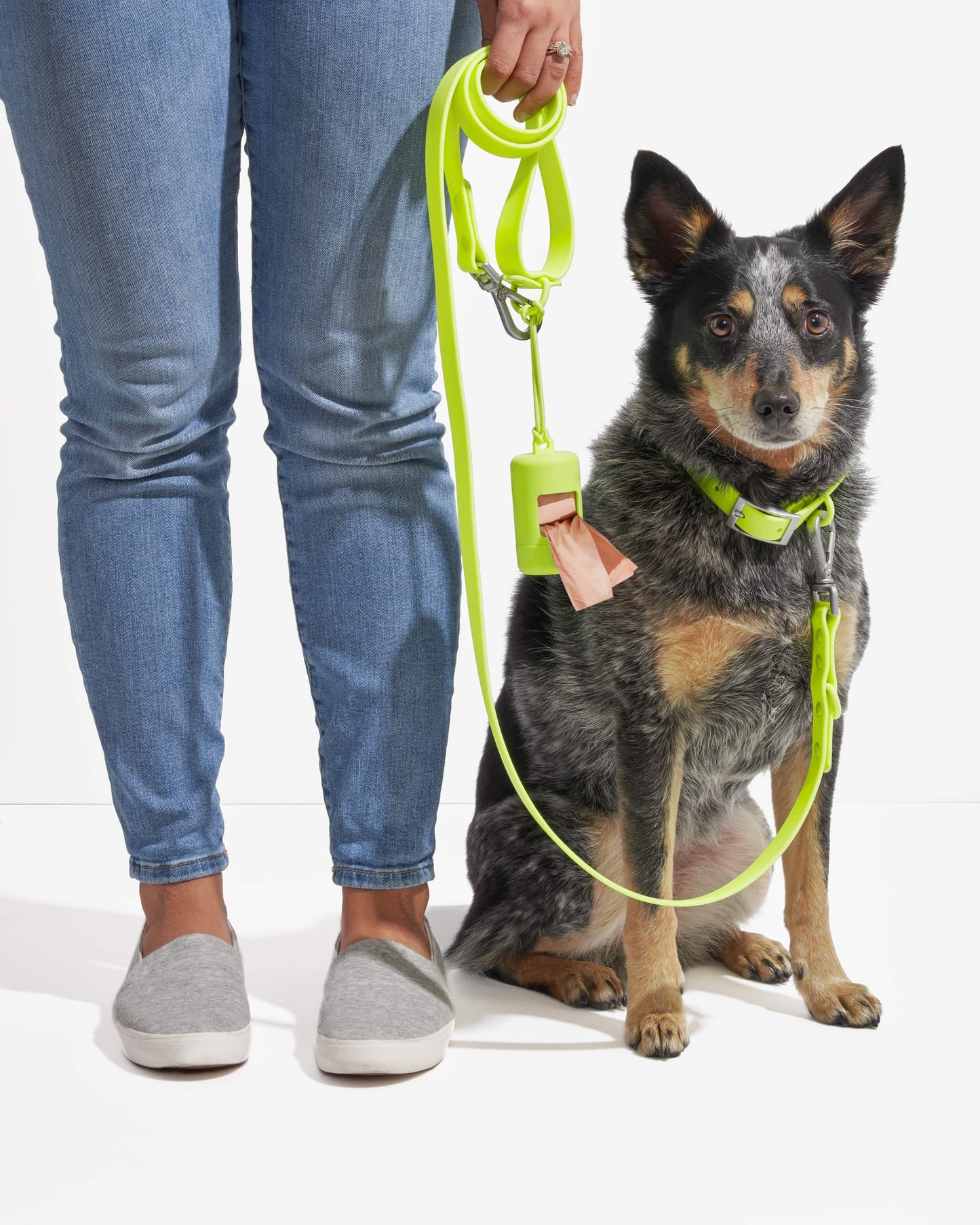 Limeade | WiFi, Heeler Chihuahua Mix, Wearing M