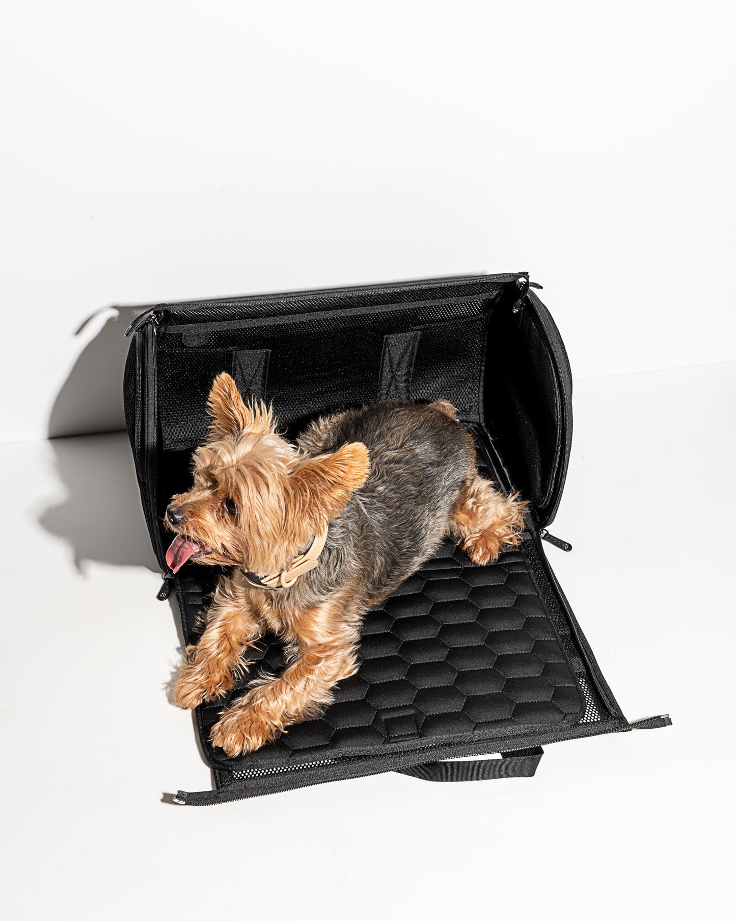 Black | For dogs up to 16 lbs (7 kg)